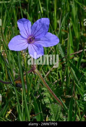 Flowering Erodium Ciconium Common Names Hairy-pitted Stork's-bill And 