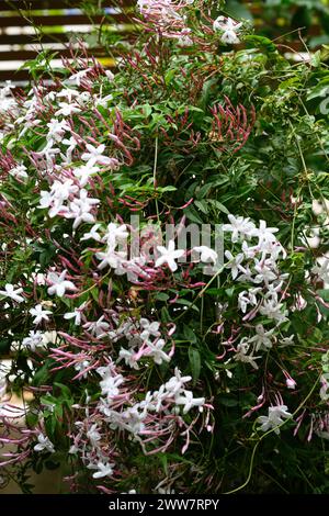 jasminum-polyanthum-common-