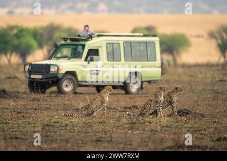 Three cheetahs sit on savannah by jeeps Stock Photo - Alamy