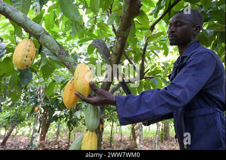 GHANA, Suhum, smallholder organic cocoa farm, cocoa harvest / GHANA, Suhum, Kleinbauer bei Bio-Kakao Ernte Stock Photo