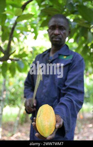 GHANA, Suhum, smallholder organic cocoa farm, cocoa harvest / GHANA, Suhum, Kleinbauer bei Bio-Kakao Ernte Stock Photo