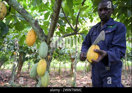 GHANA, Suhum, smallholder organic cocoa farm, cocoa harvest / GHANA, Suhum, Kleinbauer bei Bio-Kakao Ernte Stock Photo