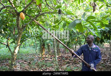 GHANA, Suhum, smallholder organic cocoa farm, cocoa harvest / GHANA, Suhum, Kleinbauer bei Bio-Kakao Ernte Stock Photo