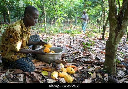 GHANA, Suhum, smallholder organic cocoa farm, cocoa harvest / GHANA, Suhum, Kleinbauer bei Bio-Kakao Ernte Stock Photo