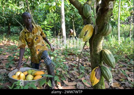 GHANA, Suhum, smallholder organic cocoa farm, cocoa harvest / GHANA, Suhum, Kleinbauer bei Bio-Kakao Ernte Stock Photo