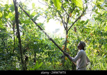 GHANA, Suhum, smallholder organic cocoa farm, cocoa harvest / GHANA, Suhum, Kleinbauer bei Bio-Kakao Ernte Stock Photo