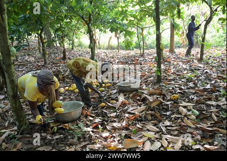 GHANA, Suhum, smallholder organic cocoa farm, cocoa harvest / GHANA, Suhum, Kleinbauer bei Bio-Kakao Ernte Stock Photo