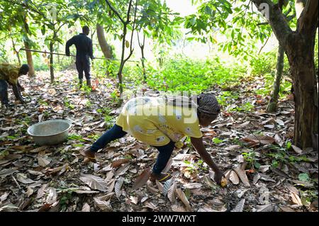 GHANA, Suhum, smallholder organic cocoa farm, cocoa harvest / GHANA, Suhum, Kleinbauer bei Bio-Kakao Ernte Stock Photo