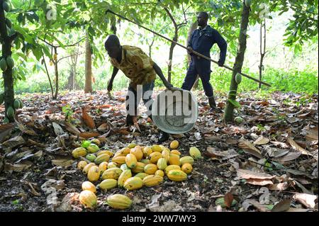 GHANA, Suhum, smallholder organic cocoa farm, cocoa harvest / GHANA, Suhum, Kleinbauer bei Bio-Kakao Ernte Stock Photo