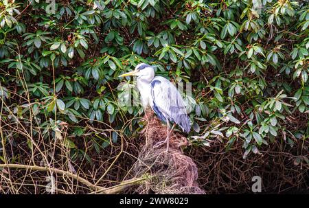 Dundee, Tayside, Scotland, UK. 22nd Mar, 2024. UK Weather: Blustery wind and bright sunshine on a spring-like morning exhibiting amazing photographs of grey herons in Dundee Caird Park searching for food during the frog mating season. Credit: Dundee Photographics/Alamy Live News Stock Photo