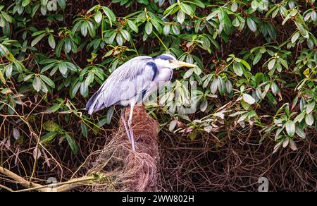 Dundee, Tayside, Scotland, UK. 22nd Mar, 2024. UK Weather: Blustery wind and bright sunshine on a spring-like morning exhibiting amazing photographs of grey herons in Dundee Caird Park searching for food during the frog mating season. Credit: Dundee Photographics/Alamy Live News Stock Photo