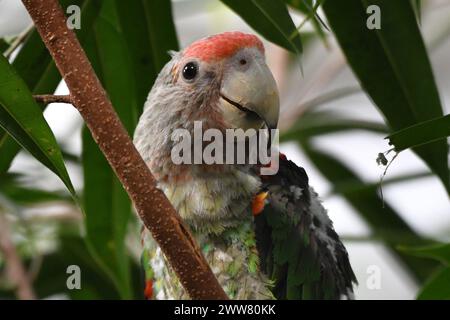 March 22, 2024, Dvur Kralove Nad Labem, Czech Republic: A Cape Parrot (Poicephalus robustus) perched in a tree at Safari Park in Dvur Kralove nad Labem in the Czech Republic.The Cape parrot is endemic to South Africa. It occurs in Afromontane forests at moderate altitudes in eastern South Africa from the coastal escarpment near sea-level to the midlands at around 1000m. (Credit Image: © Slavek Ruta/ZUMA Press Wire) EDITORIAL USAGE ONLY! Not for Commercial USAGE! Stock Photo