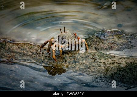 male fiddler crab in the mud with huge claw Stock Photo