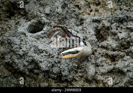 male fiddler crab in the mud with huge claw Stock Photo