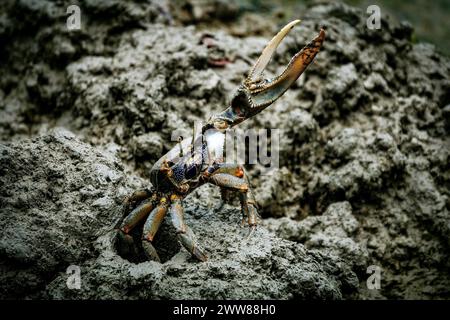 male fiddler crab in the mud with huge claw Stock Photo