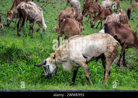 Group of brown goat with long horns in grassfield. Stock Photo