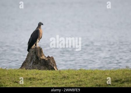 Grey-headed Fish-eagle - Ichthyophaga ichthyaetus, large gray and brown eagle from Asian woodlands and fresh waters, Nagarahole Tiger Reserve, India. Stock Photo