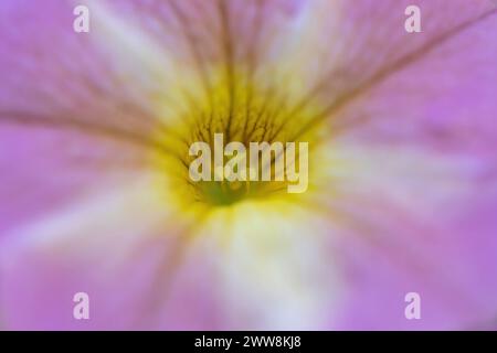 'Lavender Star' Petunia Flower Details. Stock Photo