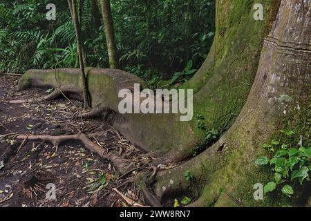Curved roots and a large trunk of a tree in Costa Rica. Close-up of twisted roots above the ground of a century-old tree. The roots of a large tree Stock Photo