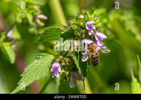 a bee on a purple field flower pollinates plants, collects honey and pollen in summer. Stock Photo