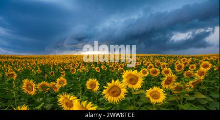 Sunflower Symphony Amidst Thunderous Skies Stock Photo
