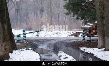 Frosty Pathway: Following the Dirt Road in the Winter Forest Stock Photo
