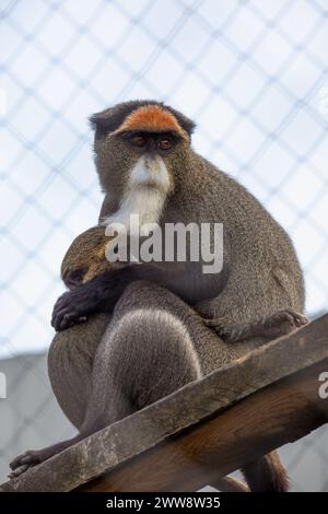 Little and Large: De Brazza Monkey Bonds with a Smaller Monkey Stock Photo