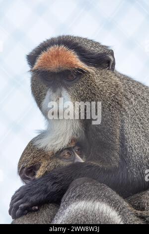Young Friends: De Brazza Monkey and its Small Companion Stock Photo