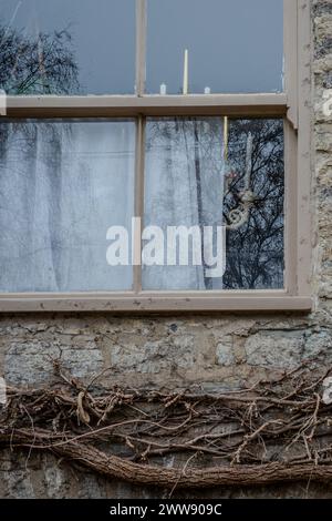 Atmospheric old grey painted sash window with white curtain and an old vine tree underneath. Monochromatic greys and neutrals. Old Georgian building. Stock Photo