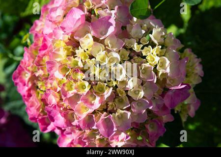 Blooms of Hydrangea Macrophylla 'Red Baron' growing in the Church Garden of Saint-Brice in France Stock Photo
