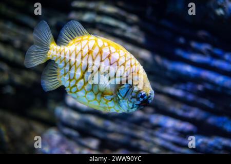 Australian pineapplefish in sea Stock Photo