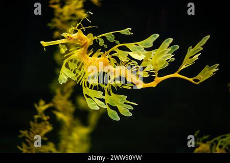Leafy Seadragon Phycodurus eques underwater Stock Photo