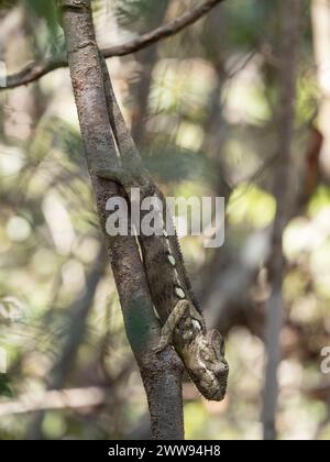 Oustalet's chameleon, Furcifer oustaleti, Zombitse-Vohibasia National Park, Madagascar Stock Photo