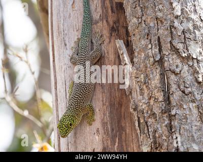 Standing's day gecko, Phelsuma standingi, Zombitse-Vohibasia National Park, Madagascar Stock Photo