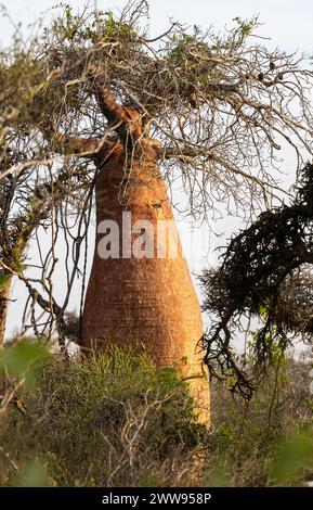 Fony baobab, Adansonia rubrostipa, Toliary-II, Atsimo Andrefana, Madagascar Stock Photo