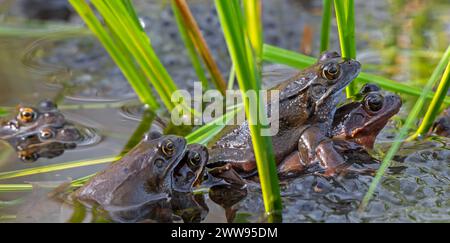 Amplexed European common frogs / brown frogs and grass frog pairs (Rana temporaria) gathering in pond during the spawning / breeding season in spring Stock Photo