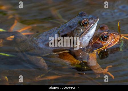 European common frog pair / brown frog / grass frog (Rana temporaria) male and female in amplexus in pond during spawning / breeding season in spring Stock Photo