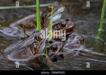 European common brown frogs and grass frog pairs (Rana temporaria) in amplexus gathering among frogspawn in pond in spawning / mating season in spring Stock Photo