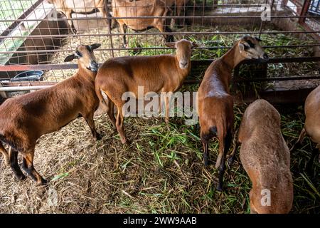 Barbados black belly sheep at the university of west indies research farm Trinidad and Tobago Stock Photo