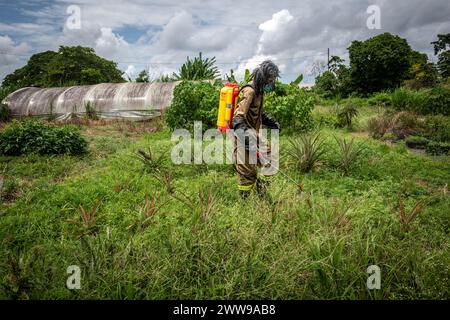Man Spraying herbicideTrinidad and Tobago Stock Photo