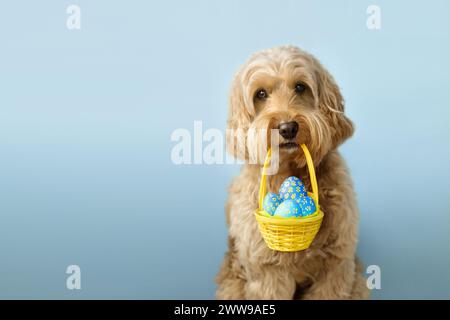 Cute dog carrying an Easter basket filled with Easter eggs Stock Photo