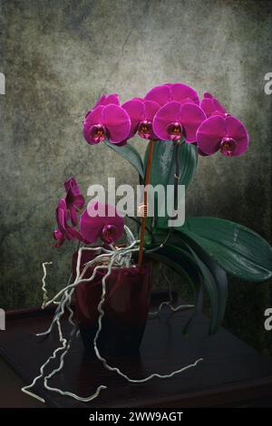 Phalaenopsis orchid bush in a pot on a dark background Stock Photo