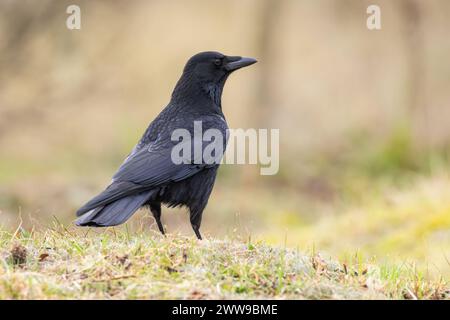 Carrion Crow portrait in winter Stock Photo