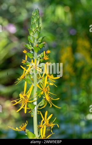 Close up of Fischers ragwort (ligularia Fischeri) flowers in bloom Stock Photo