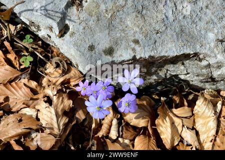 Common hepatica / Anemone hepatica flower grown between a rock and dry leaves Stock Photo