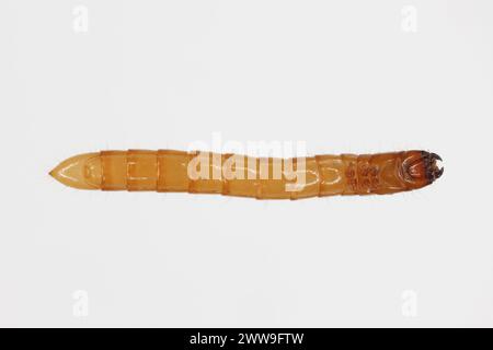 Wireworm Agriotes sp a click beetle larva. Wireworms are  important pests that feed on plant roots. View from below. Stock Photo