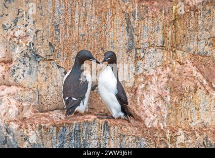 A Pair of Nesting Brunnichs Guillemots on a Cliff Face at Alkefjellet in the Svalbard Islands Stock Photo