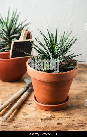 Haworthia succulent plant in a small terracotta pot. Growing plants indoors. Stock Photo