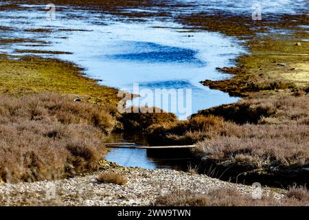 a puddle in the meadow Stock Photo