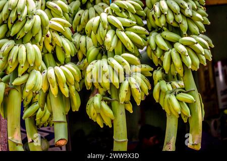 Green banana hanging on the market for selling. Stock Photo